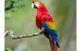 Scientists Study Parrots' Ability to Speak