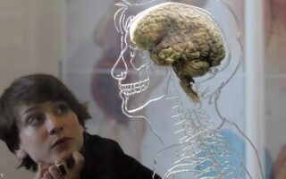Исследование показывает ежедневный гормональный цикл в мужских мозгах