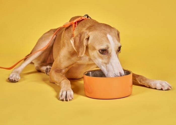 Best Dog Food Brands that Encourage Clean Eating