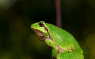 犹他州警方驳斥了关于警官变成青蛙的AI报告