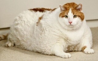 New Drug to Fight Cat Obesity