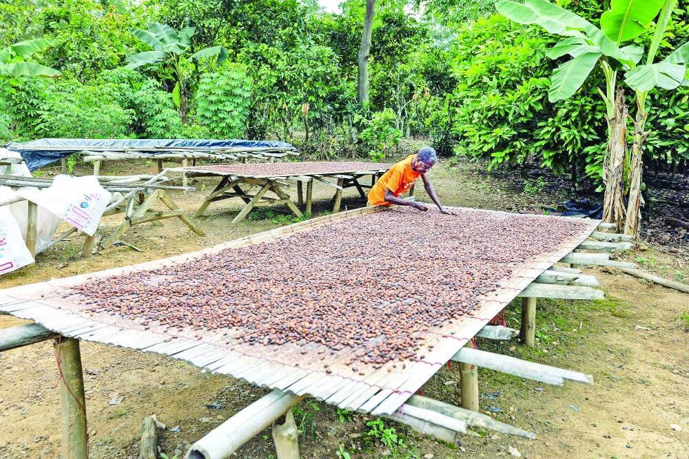 Los precios del cacao en Nueva York alcanzan su punto más bajo