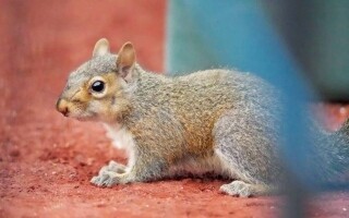 Squirrel Accused of Power Outage in USA