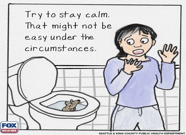 Washington Floods Lead to Rats Appearing in Toilets