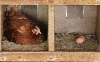 Стрельба во Флориде из-за спора о курицах и яйцах