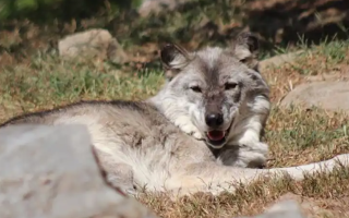 Child Bitten by Wolf at Pennsylvania Zoo