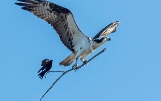 Man Sentenced for Giving Alcohol to Hawk