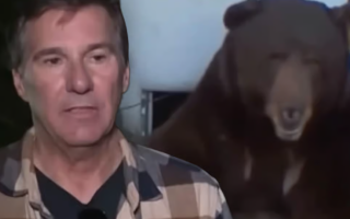 California Man Sues Authorities Over Bear Under His Home