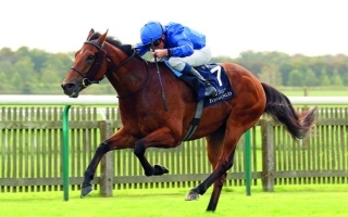 Ciscani защитит титул на Belmont Gold Cup в Саратоге